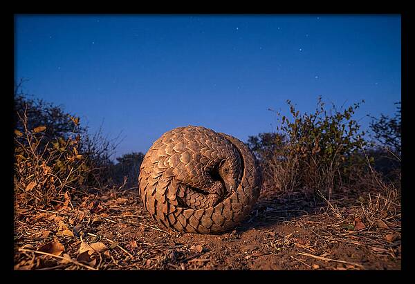 Curled Up Pangolin Under Stars