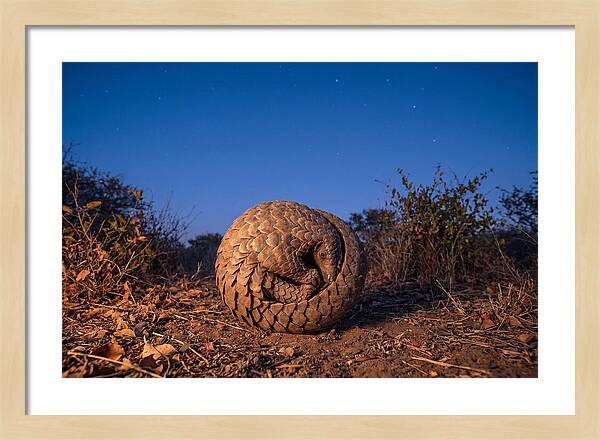 Curled Up Pangolin Under Stars