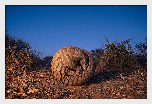 Curled Up Pangolin Under Stars