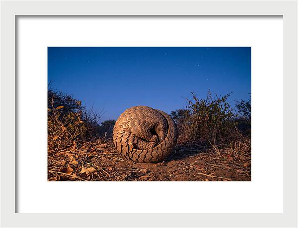 Curled Up Pangolin Under Stars