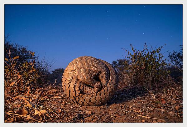 Curled Up Pangolin Under Stars