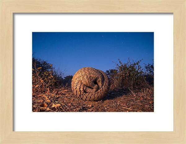 Curled Up Pangolin Under Stars