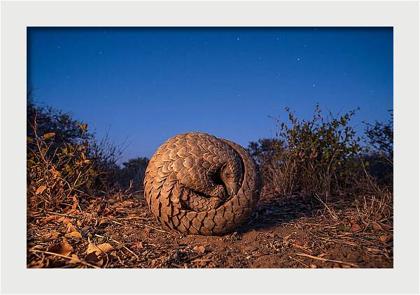 Curled Up Pangolin Under Stars