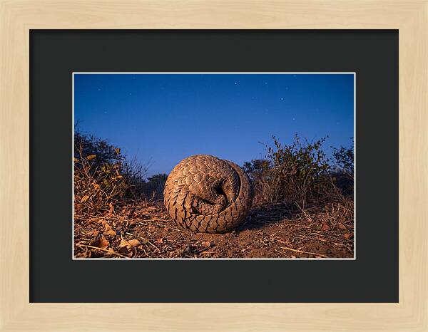 Curled Up Pangolin Under Stars