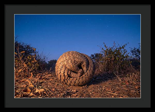 Curled Up Pangolin Under Stars