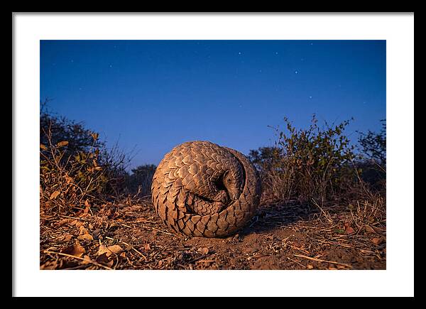 Curled Up Pangolin Under Stars