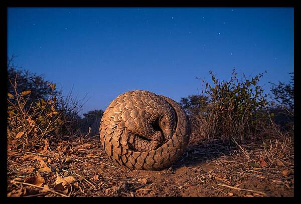 Curled Up Pangolin Under Stars