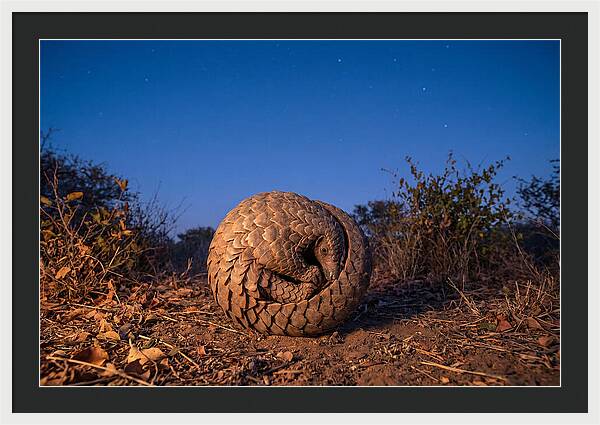 Curled Up Pangolin Under Stars