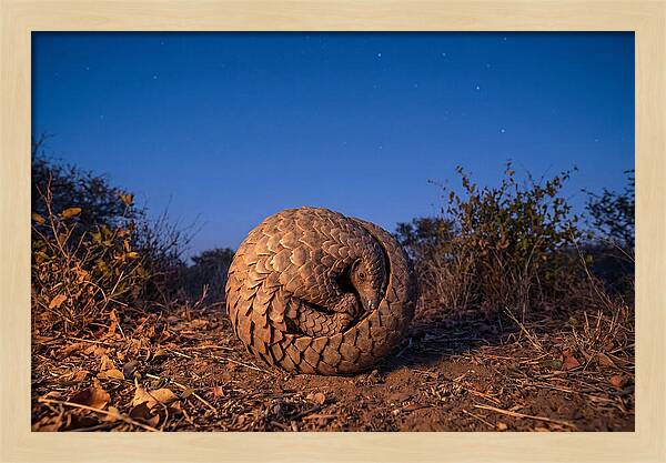 Curled Up Pangolin Under Stars