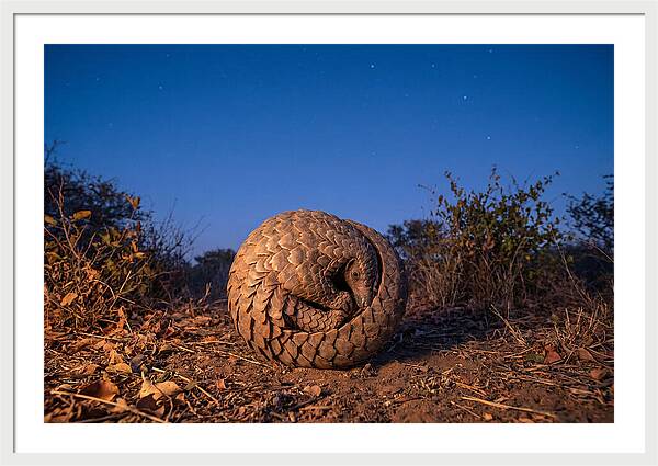 Curled Up Pangolin Under Stars