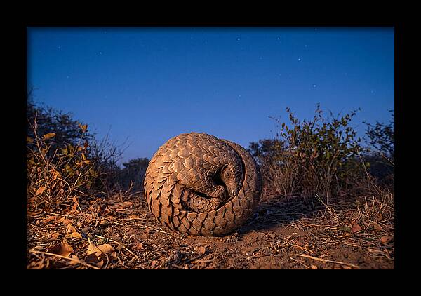 Curled Up Pangolin Under Stars