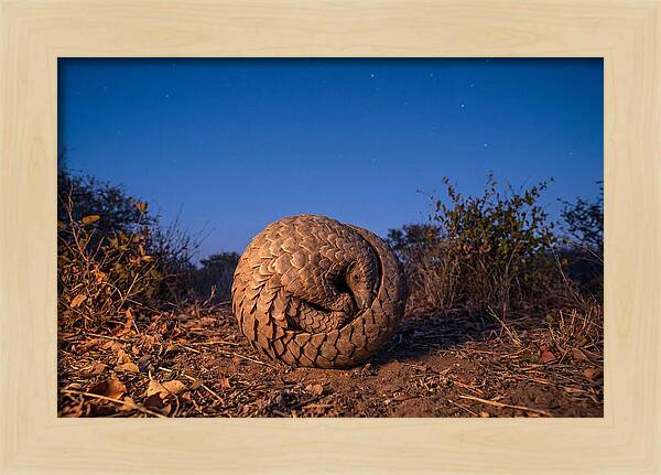 Curled Up Pangolin Under Stars