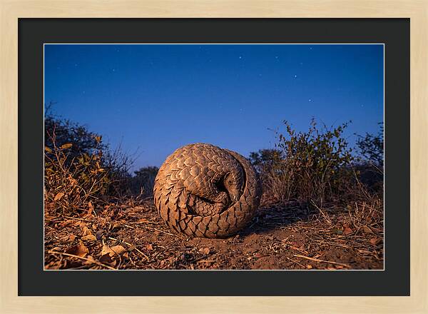 Curled Up Pangolin Under Stars