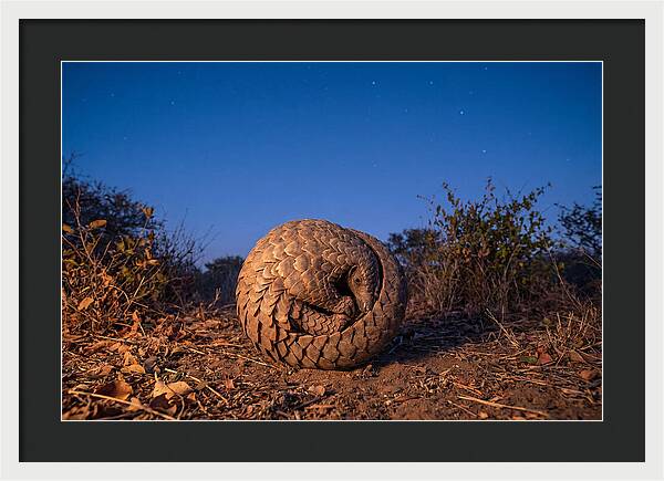 Curled Up Pangolin Under Stars