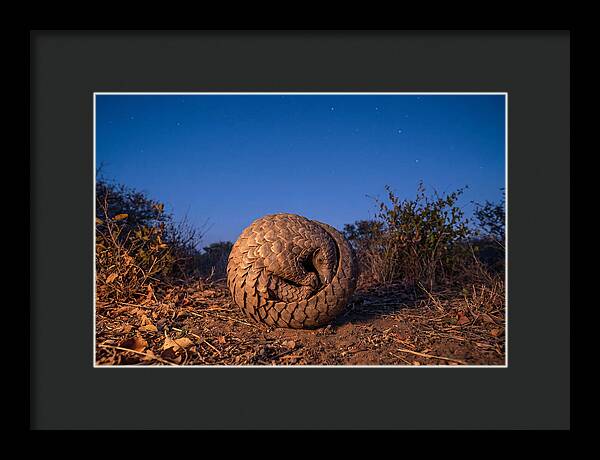 Curled Up Pangolin Under Stars