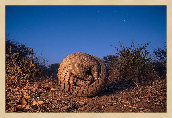 Curled Up Pangolin Under Stars