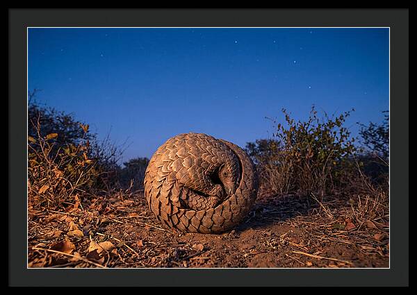 Curled Up Pangolin Under Stars