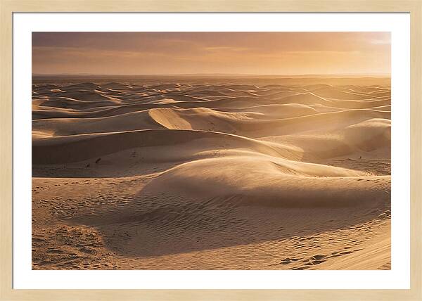 Curonian Spit Dune Vista
