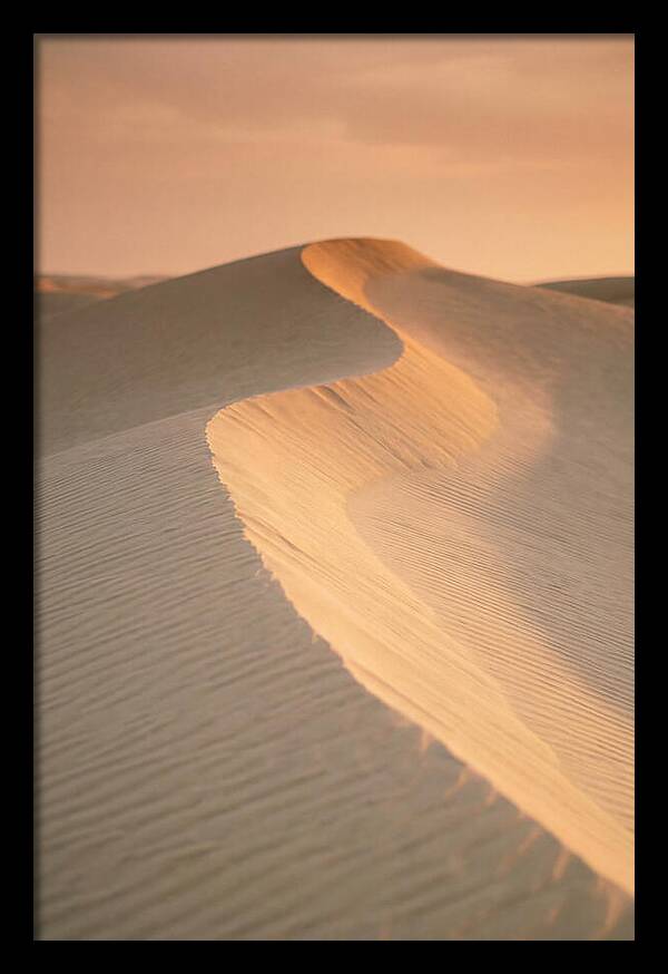 Curonian Spit Dune Warmth