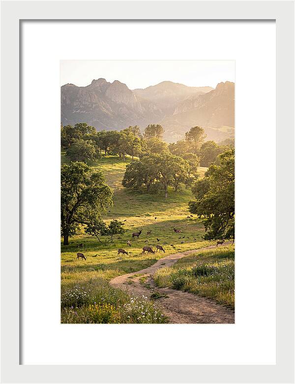 Custer State Park Tranquility