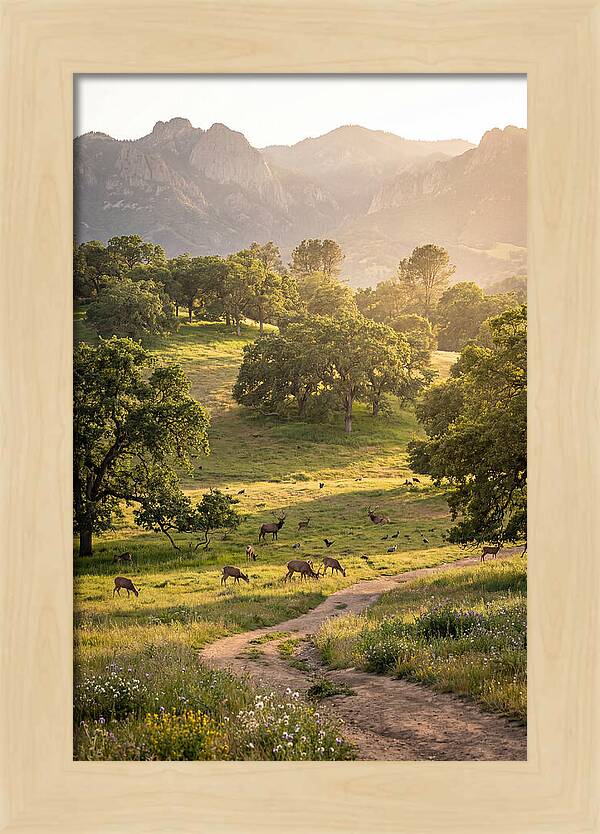Custer State Park Tranquility