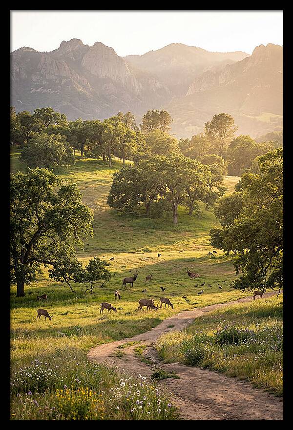 Custer State Park Tranquility