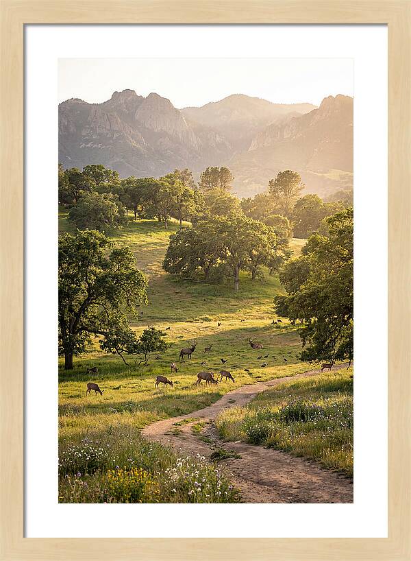 Custer State Park Tranquility