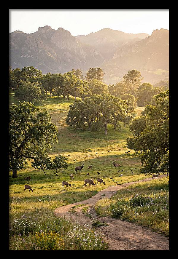 Custer State Park Tranquility