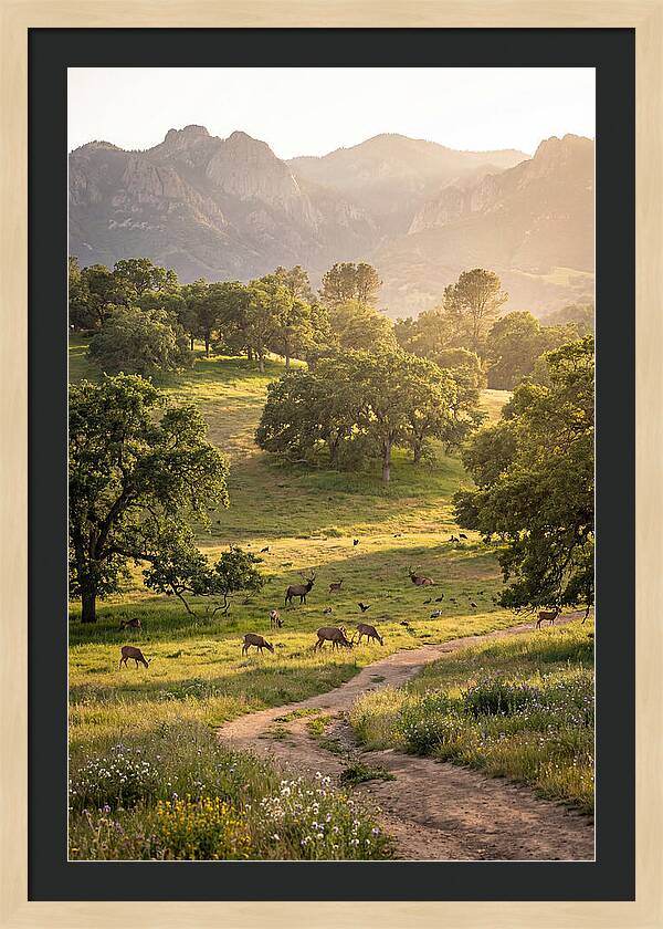 Custer State Park Tranquility