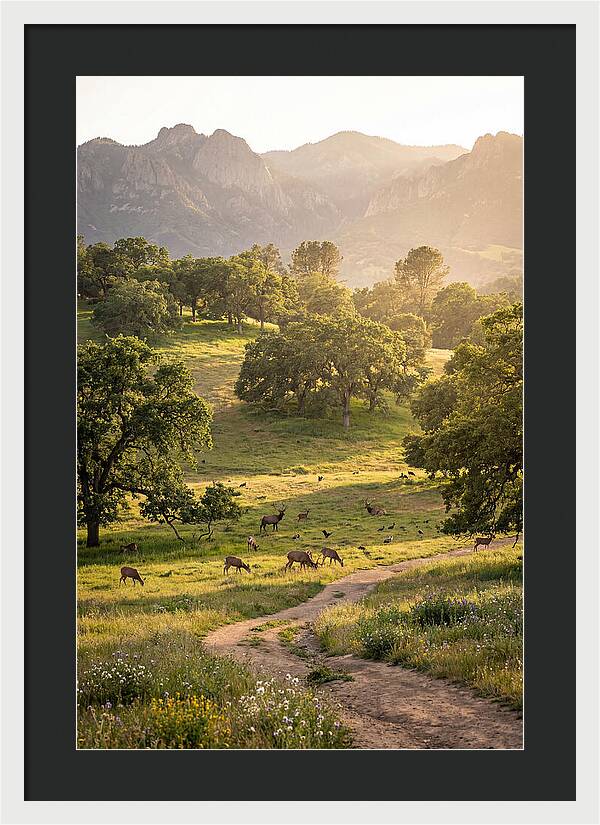 Custer State Park Tranquility