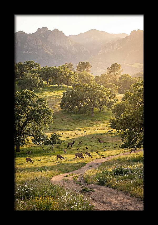 Custer State Park Tranquility