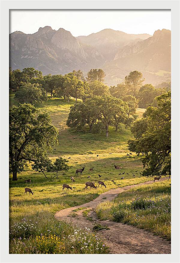 Custer State Park Tranquility