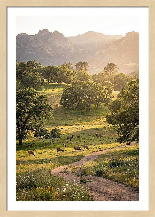 Custer State Park Tranquility