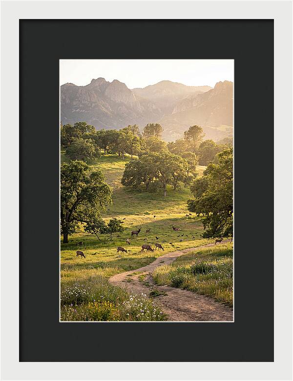 Custer State Park Tranquility