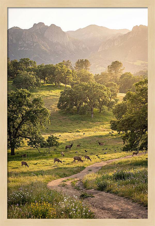 Custer State Park Tranquility