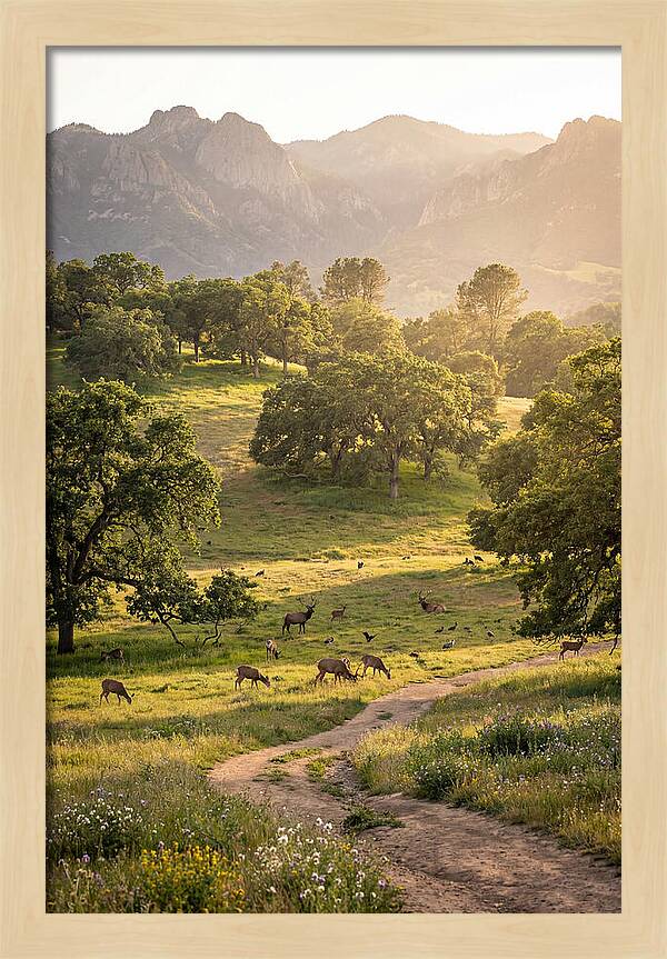 Custer State Park Tranquility