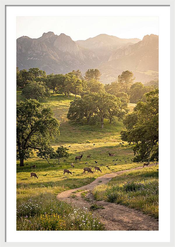 Custer State Park Tranquility