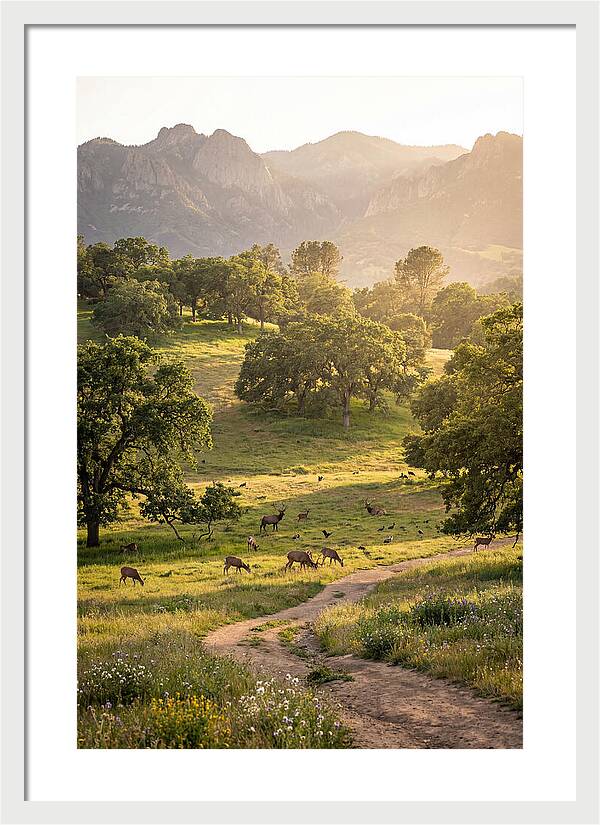 Custer State Park Tranquility