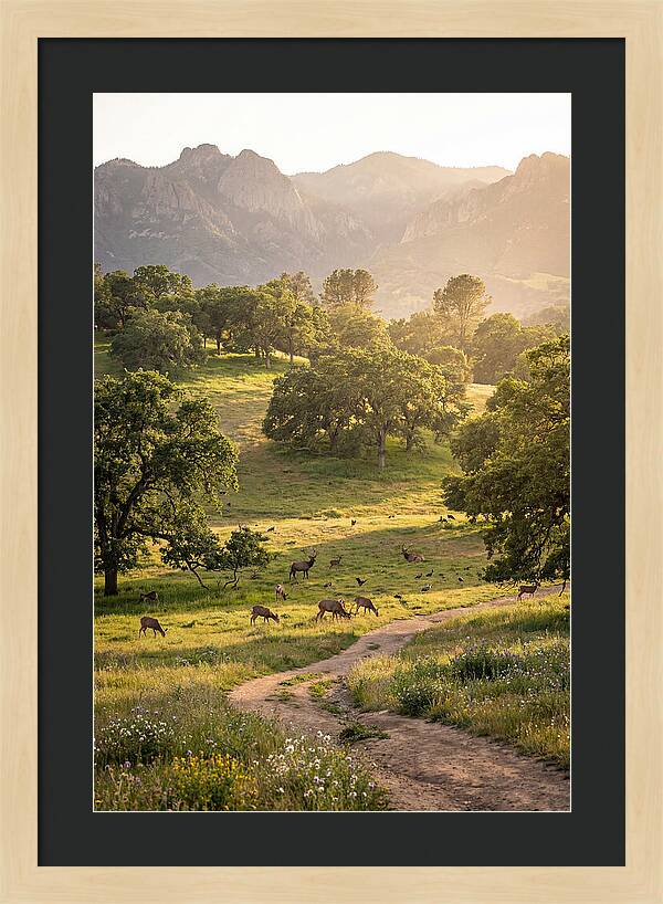 Custer State Park Tranquility