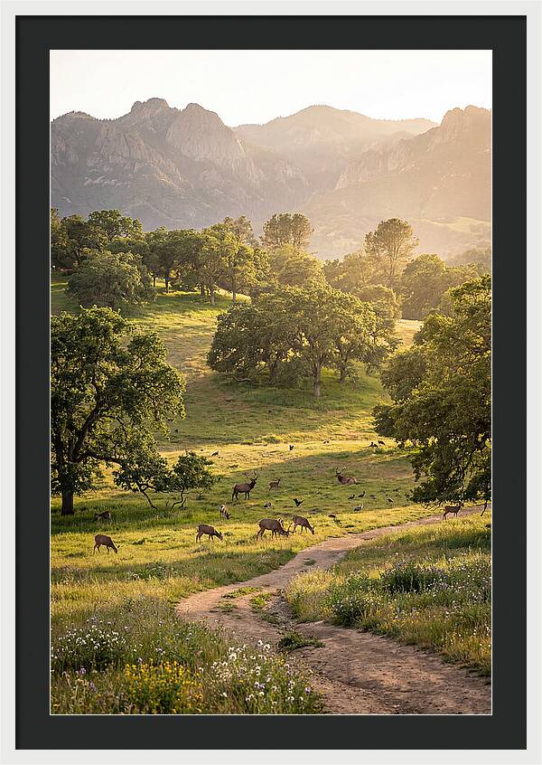 Custer State Park Tranquility