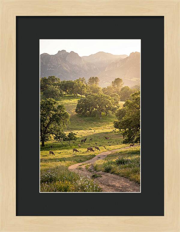 Custer State Park Tranquility
