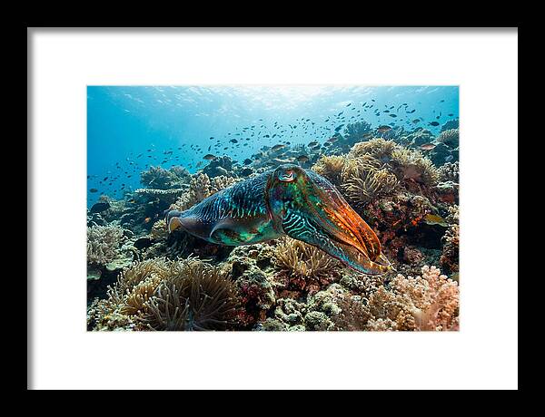 Cuttlefish Camouflage In Motion