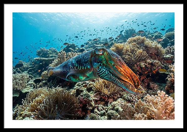 Cuttlefish Camouflage In Motion