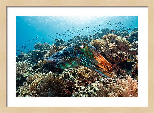 Cuttlefish Camouflage In Motion