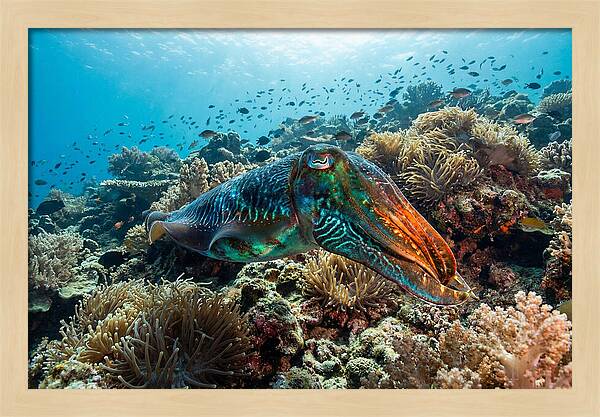 Cuttlefish Camouflage In Motion