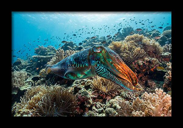 Cuttlefish Camouflage In Motion