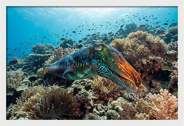 Cuttlefish Camouflage In Motion