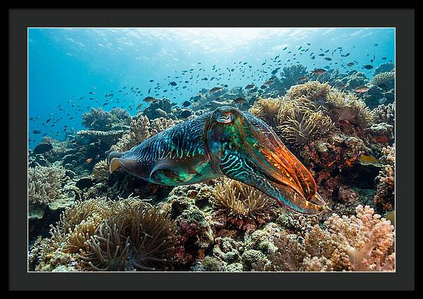 Cuttlefish Camouflage In Motion