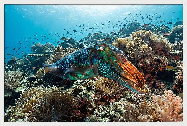 Cuttlefish Camouflage In Motion