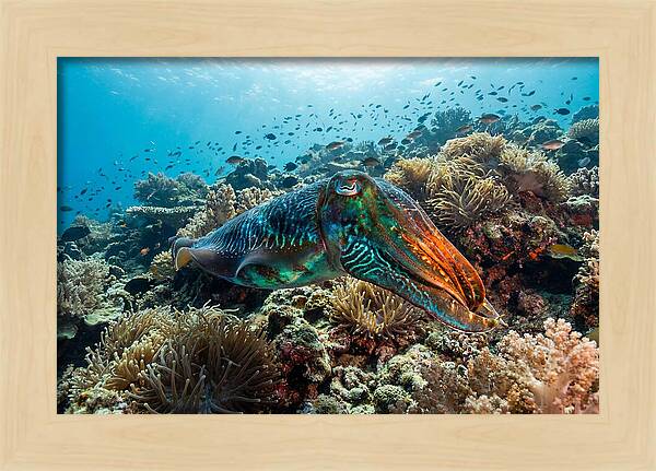 Cuttlefish Camouflage In Motion
